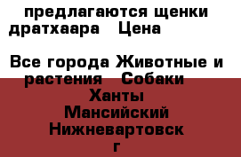 предлагаются щенки дратхаара › Цена ­ 20 000 - Все города Животные и растения » Собаки   . Ханты-Мансийский,Нижневартовск г.